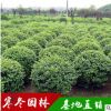 苗木基地供應小葉女貞苗球類小葉女貞市政園林綠化工程苗木