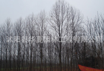 廉價(jià)出售各種規(guī)格的馬褂木綠化苗木10公分價(jià)格460元 特大馬褂木