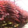 優(yōu)質美國紅楓籽種價格每斤600元，各種規(guī)格美國紅楓綠化苗木