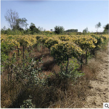 種植基地直銷金葉榆 1.2米高金葉榆綠化喬木樹苗批發