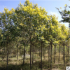 種植基地直銷金葉榆 1.8米高金葉榆綠化喬木樹苗批發