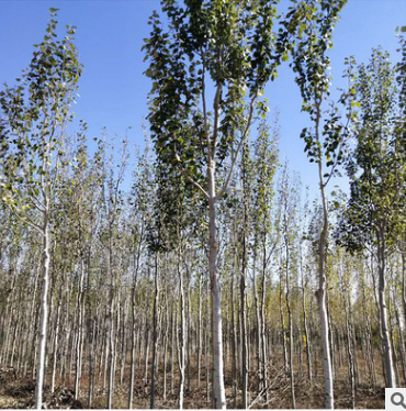 種植基地直銷銀棕楊喬木 耐寒耐旱 工程綠化苗木批發