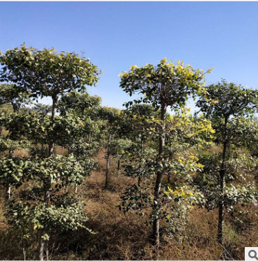 種植基地直銷金葉榆 四層金葉榆造型樹 綠化喬木樹苗批發