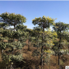 種植基地直銷金葉榆 四層金葉榆造型樹 綠化喬木樹苗批發