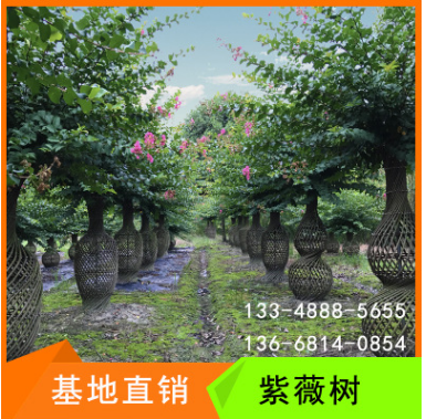 紫薇花瓶四川成都溫江紫薇造型景觀樹(shù)紫薇編藝