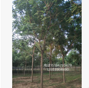 欒樹平頭欒樹本基地大量供應(yīng) 自家苗圃大量供應(yīng)