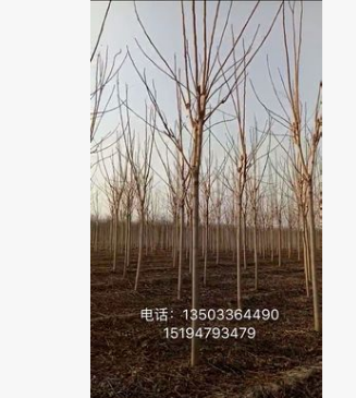 千頭椿 白皮臭椿 本基地大量供應千頭椿 河北貨源