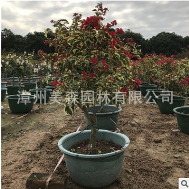 嫁接花葉大紅 葉子花三角梅盆栽 工程綠化苗木苗圃基地一手貨源直