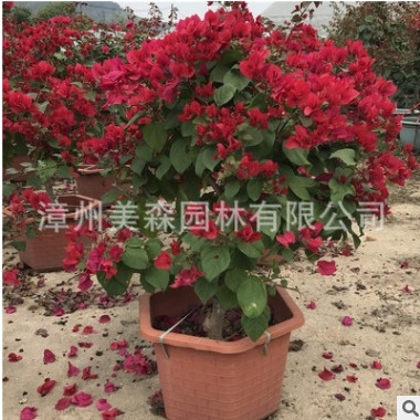 基地直供三角梅葉子花盆栽 潮州紅中國(guó)紅苗圃基地一手貨源直銷(xiāo)