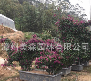 三角梅葉子花 動(dòng)物造型 龍 百畝基地三角梅種植基地量大從優(yōu)