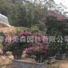 三角梅葉子花 動(dòng)物造型 龍 百畝基地三角梅種植基地量大從優(yōu)