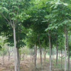 基地供應綠化工程苗木 七葉樹 七葉樹小苗 行道樹 規格齊全