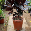室內(nèi)新款花卉綠植橡皮樹盆栽黑金剛吸甲醛凈化空氣客廳陽臺植物
