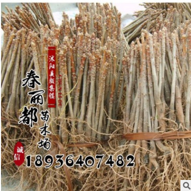 銀杏小苗白果小苗 批發綠化苗木銀杏苗 全是都是寶