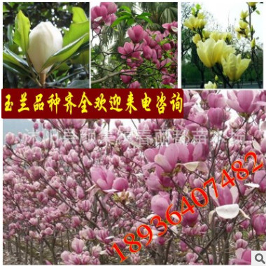 庭院植物玉蘭樹苗 廣玉蘭 紫玉蘭 白玉蘭 黃玉蘭 批發玉蘭花苗