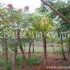 湖南苗木基地批發欒樹 胸徑8公分的欒樹 現挖現賣