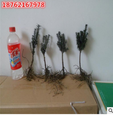 批發基地直銷 紅豆杉樹苗 紅豆杉盆栽苗