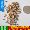 批發(fā)牧草種子 冬牧70黑麥種子 黑麥草種籽 量大優(yōu)惠 發(fā)芽率高