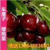 山東基地直銷 車厘子大櫻桃樹苗 矮化 櫻桃樹苗 南方北方種植