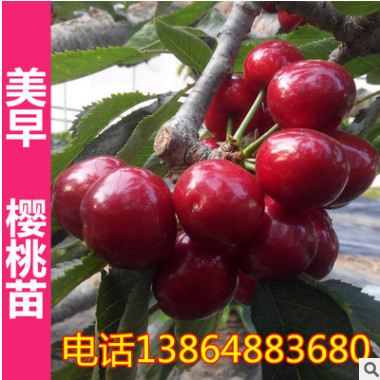 山東基地直銷 美早庭院盆栽 大櫻桃樹 櫻桃樹苗 南方北方種植