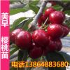 山東基地直銷 美早庭院盆栽 大櫻桃樹 櫻桃樹苗 南方北方種植
