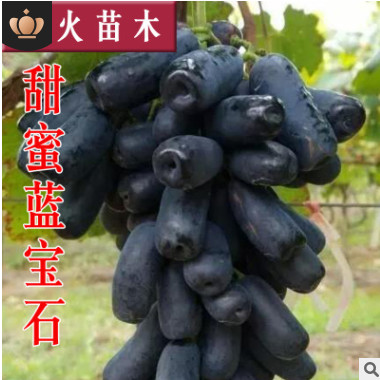 專業苗木基地直銷 甜蜜藍寶石葡萄苗 葡萄樹苗 南方北方種植