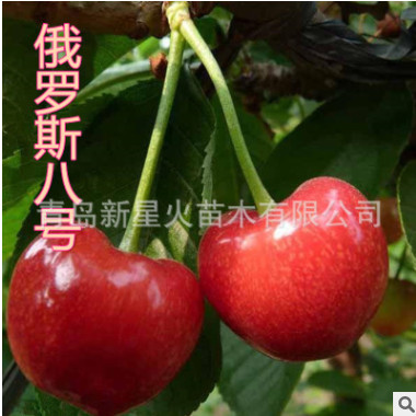 山東平度 嫁接 大櫻桃苗 俄羅斯八號 櫻桃苗 適合南北方種植