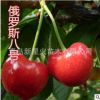 山東平度 嫁接 大櫻桃苗 俄羅斯八號 櫻桃苗 適合南北方種植