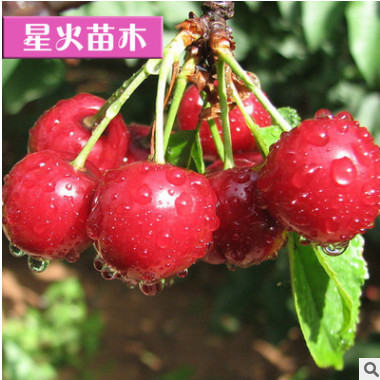 山東基地直銷 先鋒櫻桃樹苗 盆栽 地栽 嫁接 南方北方種植