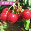 山東基地直銷 先鋒櫻桃樹苗 盆栽 地栽 嫁接 南方北方種植
