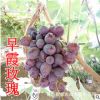 山東大澤山 早霞玫瑰葡萄樹 早熟葡萄 無核葡萄樹