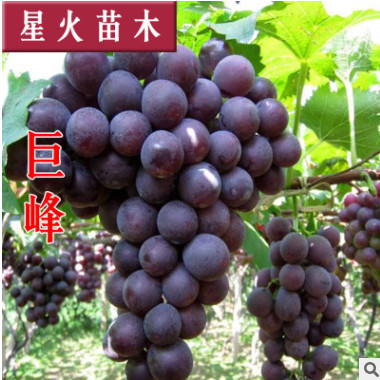 巨峰葡萄苗果樹苗木葡萄樹苗南方北方種植 山東基地直銷批發供應