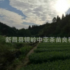 供應(yīng)新品種中茶108
