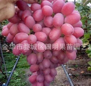 供應(yīng)優(yōu)質(zhì)克倫生葡萄苗 晚熟無核紅提 貝達(dá)嫁接 克瑞生葡萄苗 正宗