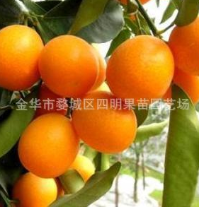 供應(yīng)優(yōu)質(zhì)苗金桔 滑皮金柑苗 脆皮金桔苗 蜜糖金桔苗 浙江金橘苗
