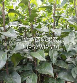 金華四明果苗供應(yīng)商 出售優(yōu)質(zhì)翠冠梨苗 82梨苗 浙江梨苗 梨樹苗