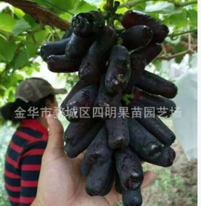 甜蜜藍(lán)寶石葡萄苗批發(fā) 金手指黑提葡萄苗 純度高 根系好 正宗