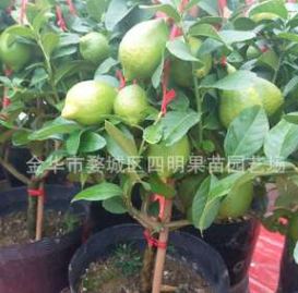 金華四明果苗批發(fā)供應(yīng)檸檬苗 檸檬盆栽苗 多種規(guī)格 浙江檸檬苗