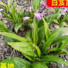 批發供應白芨苗 三叉白芨 紫蘭根 甘根 白給幼苗