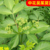 批發供應中藥材中花吳茱萸苗 高品質吳茱萸 產地直銷
