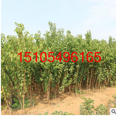 自產自銷金太陽杏樹樹苗 嫁接杏樹果樹苗 早熟杏樹苗批發