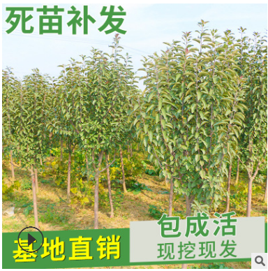 矮化柱狀蘋果樹苗 紅富士蘋果苗 直供新疆3-5公分蘋果樹占地用苗