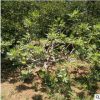 無花果樹 嫁接無花果樹庭院果樹 無花果盆栽 多規(guī)格優(yōu)質(zhì)果樹批發(fā)