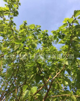 桑樹苗 果樹苗 植樹 種樹 果苗（百年古桑樹嫁接）果實(shí)飽滿
