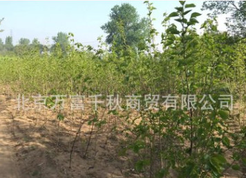 桑樹(shù)苗 果樹(shù)苗 植樹(shù) 種樹(shù) 果苗（百年古桑樹(shù)嫁接）果實(shí)飽滿