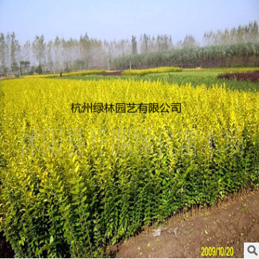 金葉女貞 直銷優(yōu)質(zhì) 金葉女貞 金森女貞等綠化批發(fā)配送
