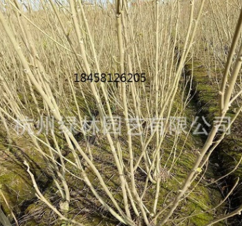 紫荊 基地直銷優(yōu)質(zhì) 紫荊 木槿 等綠化工程 批發(fā)配送。