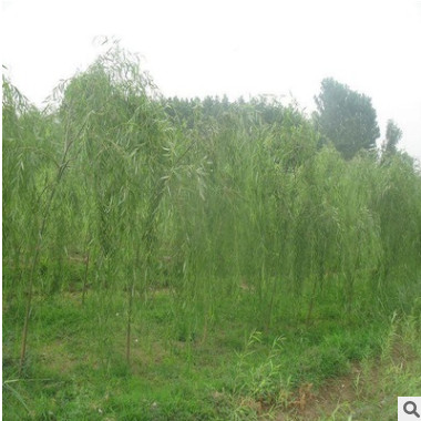 垂柳 廠家直銷優(yōu)質(zhì)垂柳 雞爪戚等承接綠化工程批發(fā)配送。