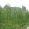 垂柳 廠家直銷優質垂柳 雞爪戚等承接綠化工程批發配送。