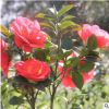 基地直銷 茶花 茶梅 桂花 紅花繼木 月季花 大花濱菊等綠化工程